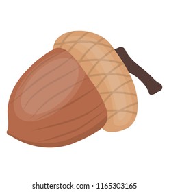 Acorn, a nut of an oak tree good for health 