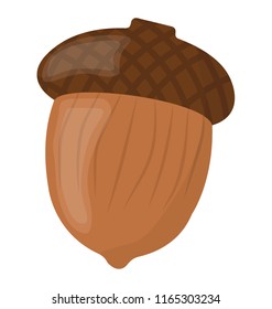 Acorn, a nut of an oak tree good for health 