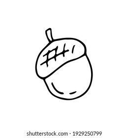 Acorn. Nut. Eiche. Vektorhandgezeichnete doodle-Illustration. Schwarz-Weiß-Umriss. Färben für Kinder.