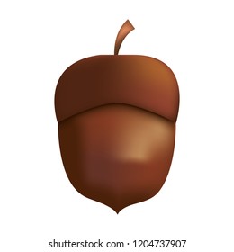 acorn nut on white background