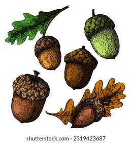 Akronenmutter-Set handgezeichnet. Vektor Eiche, Herbstbaum, Laubzweig, Herbstsamen, Blätter Wald Akronnuss Vektor Skizze. einzelne Farbgrafik