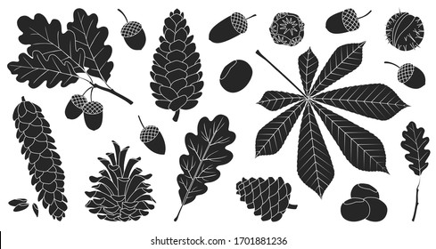 Acorn of oak black vector set icon. Vector illustration autumn leaf and nut on white background.Isolated black icon acorn and cone.