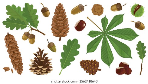 Acorn of oak cartoon vector set icon. Vector illustration autumn leaf and nut on white background.Isolated cartoon icon acorn and cone.