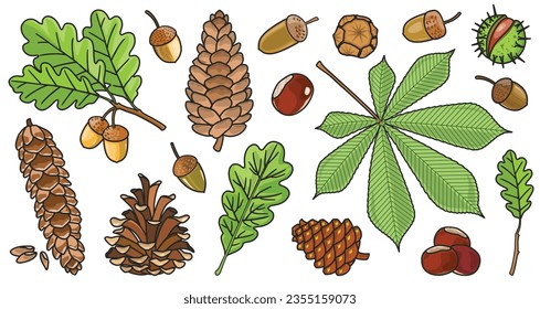 Acorn of oak color vector set icon. Vector illustration autumn leaf and nut on white background.Isolated color icon acorn and cone.