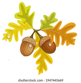 Acorn OAK Fall leave VECTOR no background