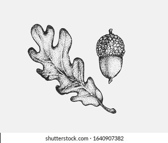 Acorn oak hand drawn ink illustration in stippling technique. Isolated vintage forest foliage leaf clipart. Graphic design decorative elements for postcards, invitations, posters and social media. 
