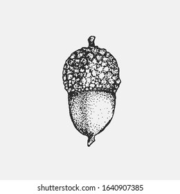 Acorn oak hand drawn ink illustration in stippling technique. Isolated vintage forest foliage leaf clipart. Graphic design decorative elements for postcards, invitations, posters and social media. 