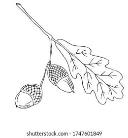 Acorn oak hand drawn ink illustration in painting technique. Isolated vintage clipart of forest foliage leaf. Graphic design of decorative elements for cards, invitations and social networks.