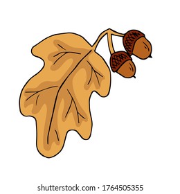 Acorn oak hand drawn ink illustration in painting technique. Isolated vintage clipart of forest foliage leaf. Graphic design of decorative elements for cards, invitations and social networks.