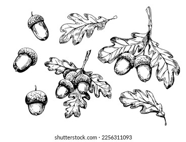 Acorn, oak leaf. Set of vector illustrtation. Sketch style.Design elements. Transparent background