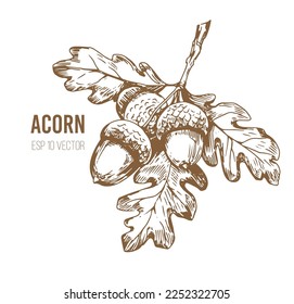 213,981 Acorn Images, Stock Photos, 3D objects, & Vectors