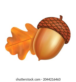 Acorn with oak leaf vector illustration closeup isolated on white background. Autumn holidays Symbol