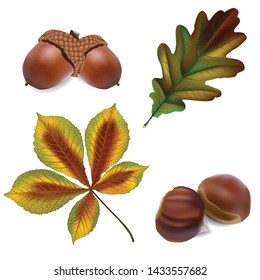 Acorn and oak leaves, chestnut and leaves. Autumn illustration set.