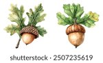 Acorn with Oak Leaves Watercolor Illustration. Hand-drawn realistic oak tree brown nut with green leaf. Acorn macro forest and park tree element, isolated on white background.