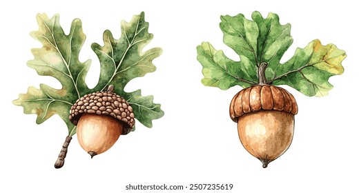 Acorn with Oak Leaves Watercolor Illustration. Hand-drawn realistic oak tree brown nut with green leaf. Acorn macro forest and park tree element, isolated on white background.