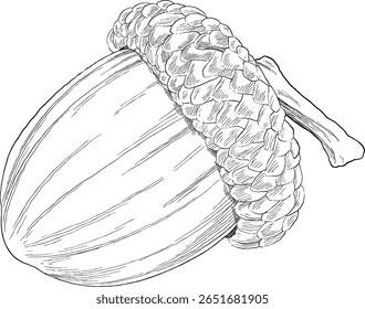 desenho de mão de noz de carvalho desenho ilustração
