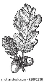 Acorn or Oak nut with leaves, vintage engraved illustration. Dictionary of words and things - Larive and Fleury - 1895.