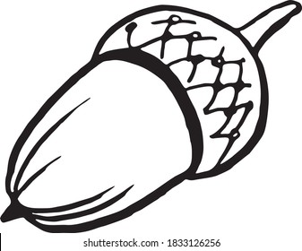 acorn, oak seeds, line art sketch, black and white illustration