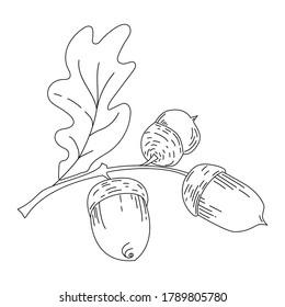 Mais aus Eichenbaum im Linienstil. Einzeln auf weißer, handgezeichnet, Vektorgrafik. Schwarz-Weiß-Design-Element.  Ahorn oder Eichmutter mit Blättern sind auf dem Zwirn, Sprile oder Räucherwurz