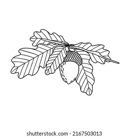 Acorn, oak tree seed and leaves branch, simple hand drawn outline vector illustration, autumn fall design element