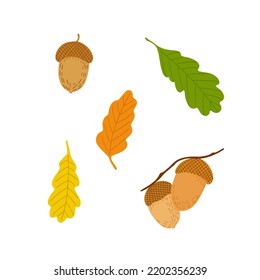 Acorn, oak tree seed and leaves set, simple hand drawn flat style vector illustration, autumn fall design element, thanksgiving holiday celebration, harvest time concept, decor