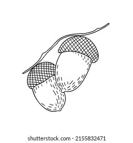 Acorn oak tree seed simple hand drawn outline vector illustration, autumn fall design element