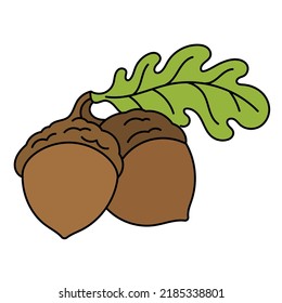 The acorn, or oaknut. Vector illustration.