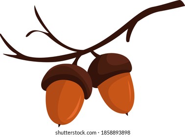 Acorn on a branch, illustration, vector on white background