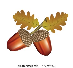 Acorn on the branch. vector illustration