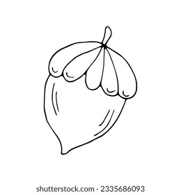 Acorn on isolated white background in doodle style.