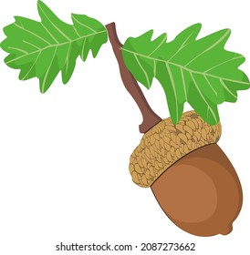 Acorn on a tree, illustration, vector on a white background.