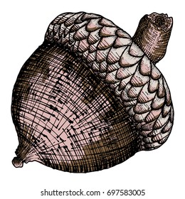 Acorn on the white background. Hand drawing oak nut, is the seed of the oak tree. Vector.