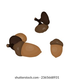 acorn on white background.plant vector illustration
