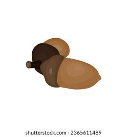 acorn on white background.vector illustration