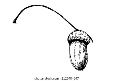 Acorn. Outline acorn with oak leaves. Vector illustration, icon. Black and white drawing sketch, hand drawn. Clip art.