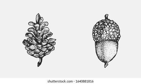 Acorn and pinecone hand drawn isolated illustration set. Tree seeds, foliage and forest plant elements for graphic design projects. Clip art for postcards, posters, invitations, floral compositions.