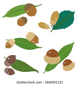 Acorn seed and leaf set Various Oak Seeds No lines