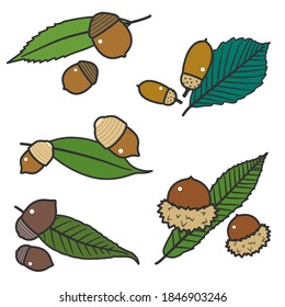 Acorn seed and leaf set/ Various Oak Seeds  With Lines