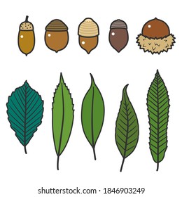 Acorn seed and leaf set Various Oak Seeds With Lines