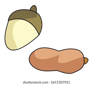 Acorn seeds isolated on a white background