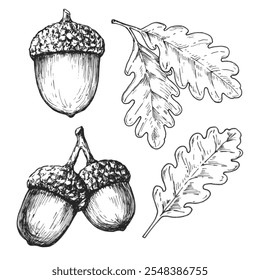 Acorn sketch ink graphic illustration, draft silhouette drawing, black on white line art. Botanical vintage etching food design.