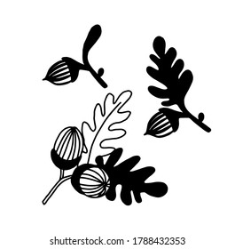 Acorn sprig of oak treeillustration in vector. Vector Illustration. Realistic, for cards, posters, postcard design, logo, for printed matter.