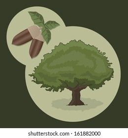 Acorn and tree