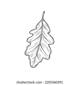 Acorn tree leaf isolated sketch oak autumn leafage. Vector hand drawn herbarium, autumn leafage foliage symbol monochrome icon. Quercus robur, common pedunculate oak, European or English oak