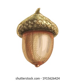 Acorn. Vector color vintage hatching illustration isolated on a white background.