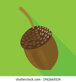 Acorn vector icon.Flat vector icon isolated on white background acorn .