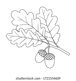 Acorn vector icon.outline vector icon isolated on white background acorn .
