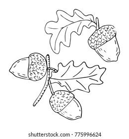 Acorn vector illustration. Doodle style. Design, print, decor, textile, paper