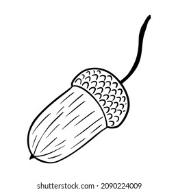 Ilustración vectorial de maíz aislada en fondo blanco. Tuerca de roble dibujada a mano floral. Elemento lineal navideño en estilo moderno.Acorn línea de arte, elemento de diseño para invitación, patrón, tarjetas y afiche.