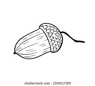 Acorn Vector Illustration Isolated On White Stock Vector (Royalty Free ...